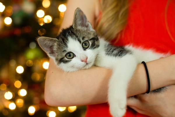 Woman holds a new pet cat in front of a Christmas tree